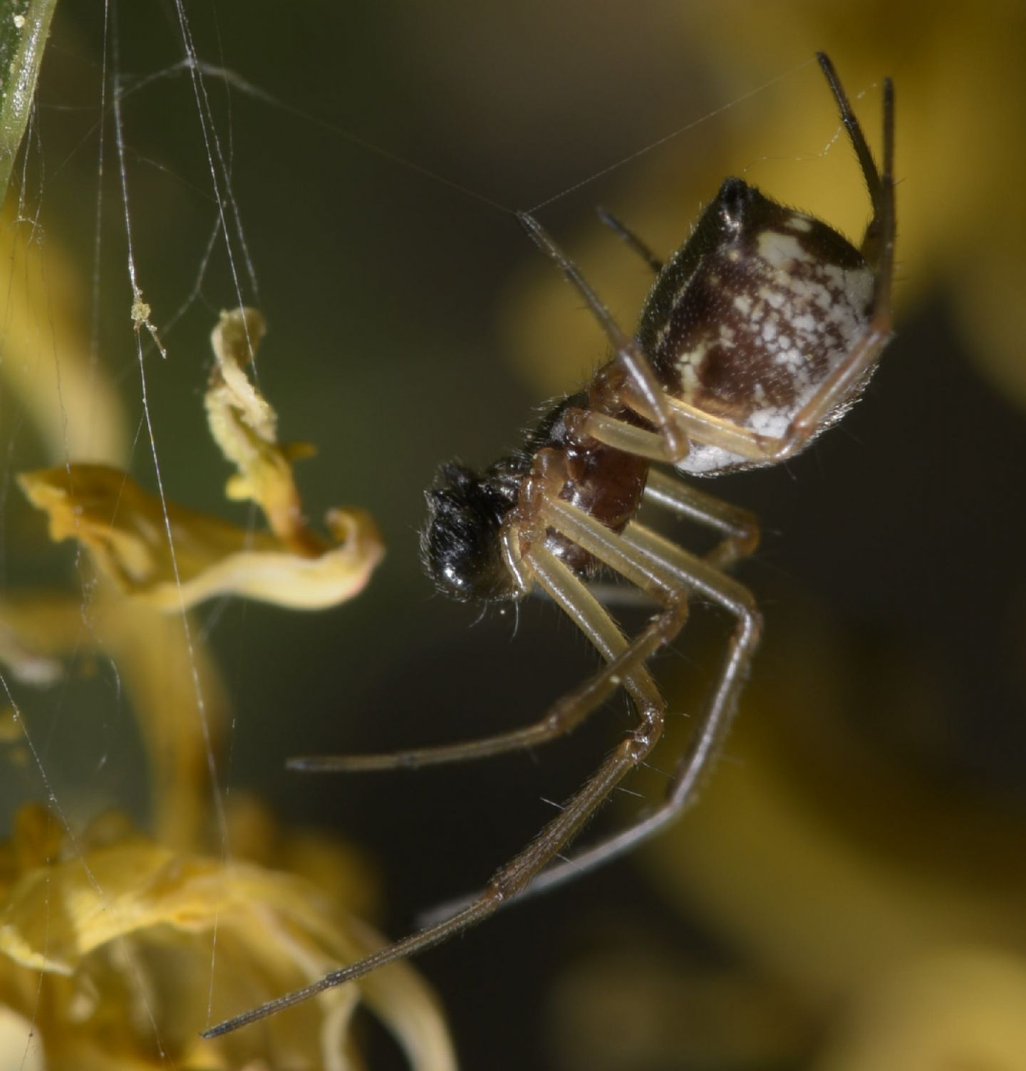 Frontinellina frutetorum, maschio subadulto - Novi Ligure (AL)